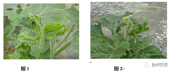 臺(tái)州農(nóng)資 臺(tái)州農(nóng)資