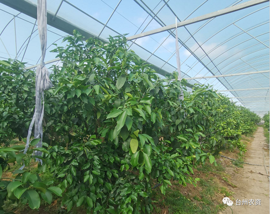 臺州農資 臺州農資