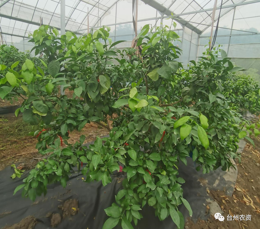 臺州農資 臺州農資