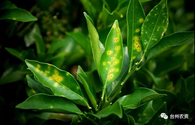 臺州農資 臺州農資