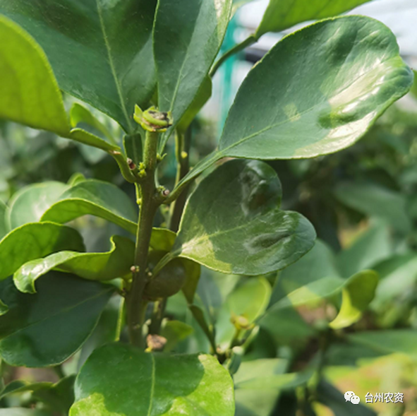 臺州農資 臺州農資