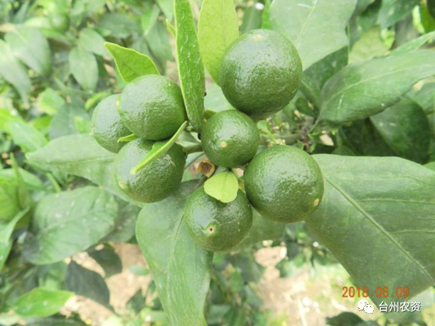 臺州農資 臺州農資