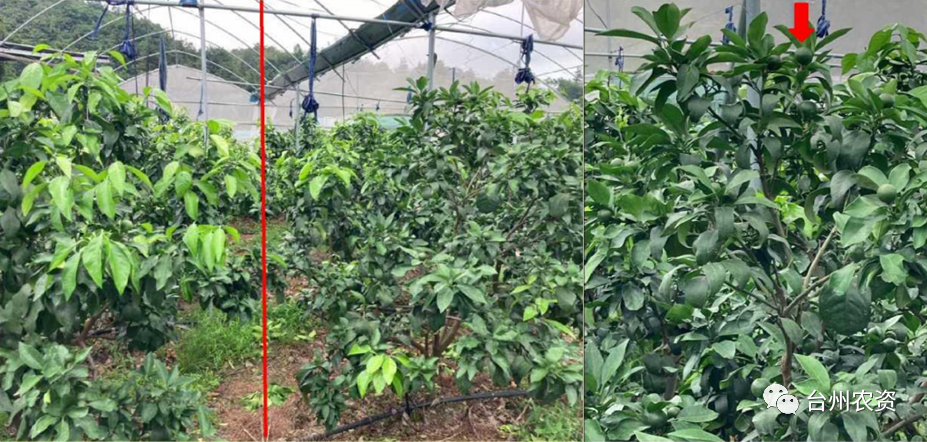 臺州農資 臺州農資