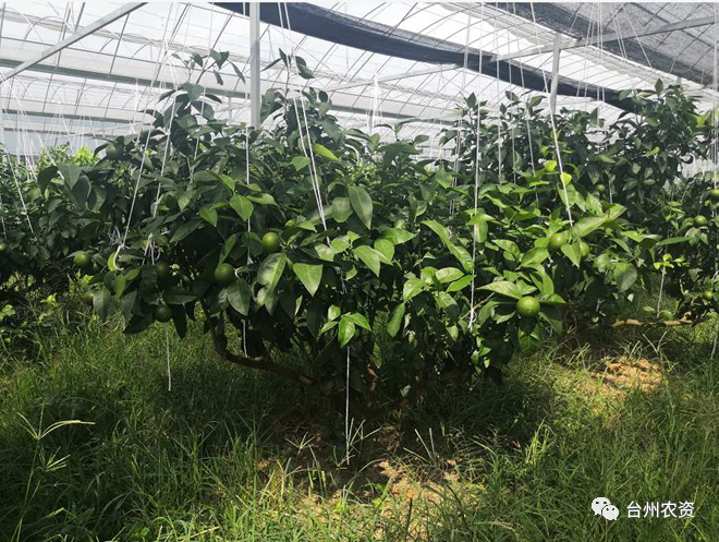 臺州農資 臺州農資